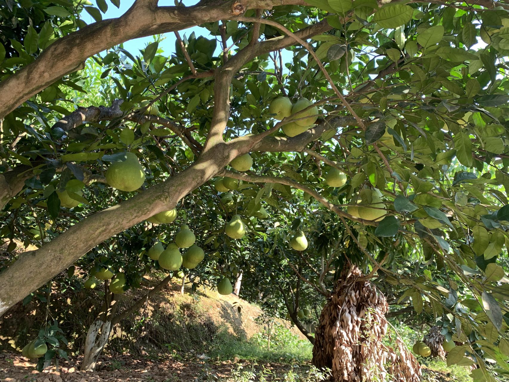 开展真龙柚技术培训  促产业保质丰收_开展真龙柚技术培训  促产业保质丰收_